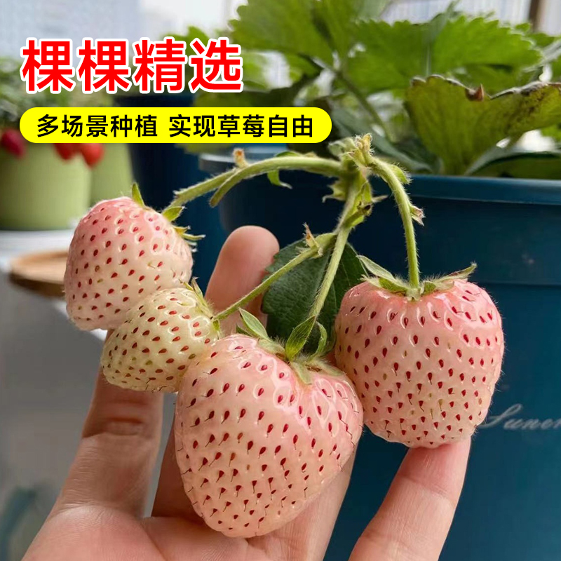 香蕉黑珍珠玄玉奶油草莓苗四季结果种植苗带土白食用苗种秧种苗 - 图2