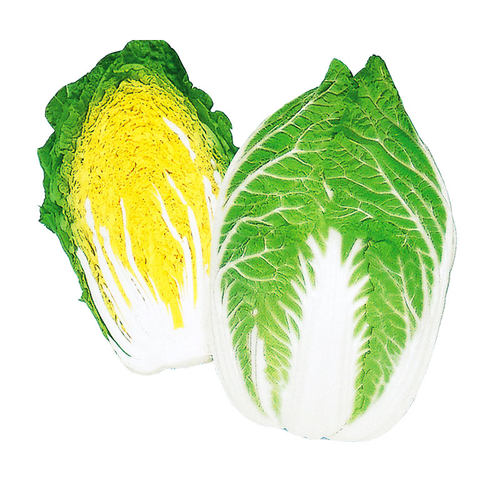 山东黄心秋大白菜种子种籽孑菜种四季秋季冬季籽种蔬菜老品种大全 - 图3