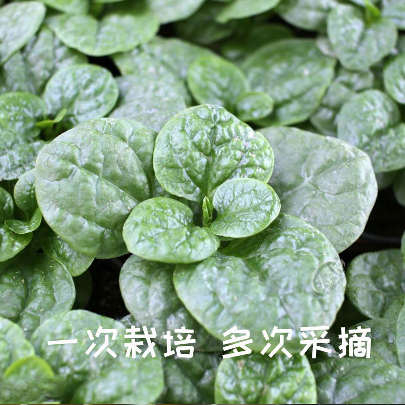 大叶木耳菜种子小青菜阳台盆栽菜种蔬菜种籽四季种植秧孑夏季菜苗 - 图1