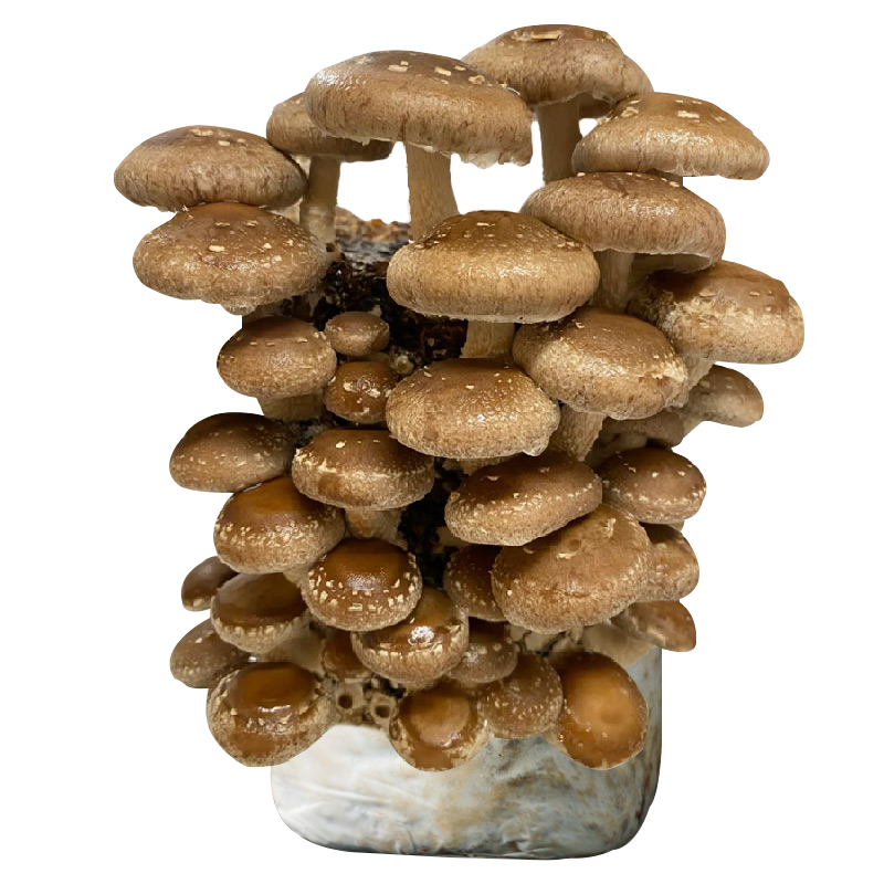 家庭蘑菇菌包菌菇种植包平菇香菇灵芝磨菇种金针菇可食用家种,淘宝优惠券,粉丝福利购,淘宝优惠卷