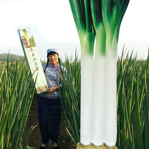 Семена зеленого лука Shandong Zhangqiu Железные стержни семена лука с высоким уровнем теплостойки для теплостойкого лука