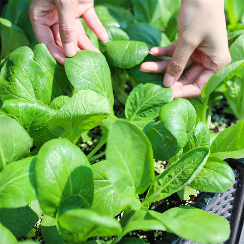 鸡毛菜种子种籽四季小白菜青菜油菜上海青蔬菜菜籽菜种孑大全籽种 - 图2
