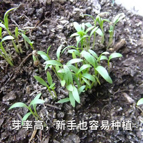 农家小叶香菜种子苗冬季菜籽四季秋冬栽蔬菜种籽孑老品种香莱籽种 - 图2