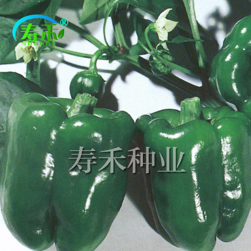金甜158甜椒青椒种子早熟高产方椒灯笼椒菜椒蔬菜孑籽种辣椒种籽 - 图2
