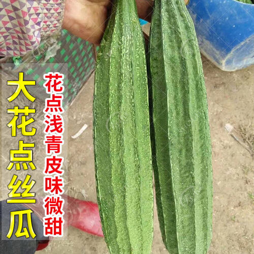 肉丝瓜种子苗夏季八棱白高产蔬菜种籽秧孑子秧苗大全四季菜籽菜种 - 图1