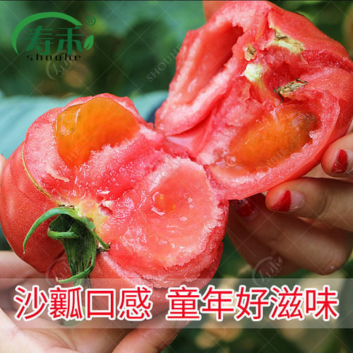 番茄种子苗大西红柿种籽菜苗秧苗蔬菜孑子小矮生黑秧大全菜种夏季 - 图0