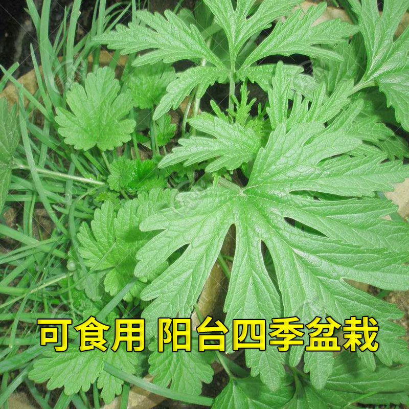 正品益母草种子苗 阳台四季盆栽蔬菜种籽孑 菜食用籽种药材子 - 图0