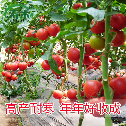 番茄种子苗大西红柿种籽菜苗秧苗蔬菜孑子小矮生黑秧大全菜种夏季 - 图2