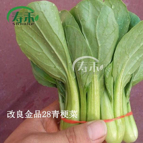 改良金品28菜种冬春青梗菜种子小白菜上海青菜油菜蔬菜种籽孑菜籽 - 图1