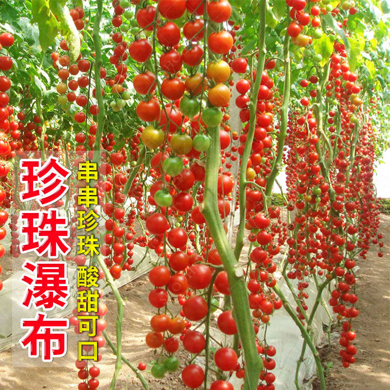 瀑布小番茄种子种籽孑圣女果西红柿大全四季盆栽蔬菜苗秧秧苗果苗,淘宝优惠券,粉丝福利购,淘宝优惠卷