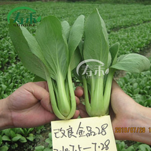 改良金品28菜种冬春青梗菜种子小白菜上海青菜油菜蔬菜种籽孑菜籽 - 图0