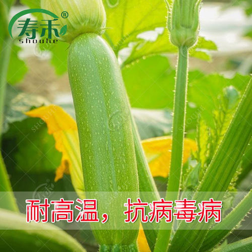 西葫芦种子苗高产秧四季盆栽西胡芦种籽蔬菜夏季香蕉大全瓜孑瓜苗 - 图2