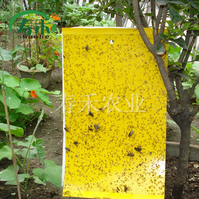 Yellow board greenhouse orchard home indoor
