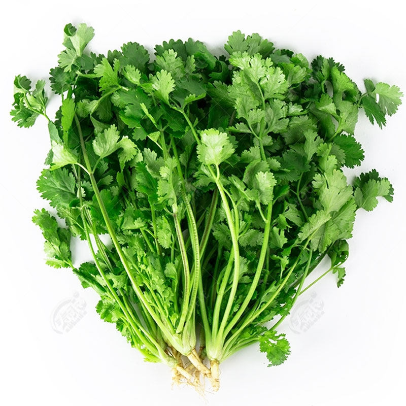 香菜种子籽种种植套装四季阳台盆栽蔬菜生菜小葱豌豆尖韭菜疏菜葱,淘宝优惠券,粉丝福利购,淘宝优惠卷