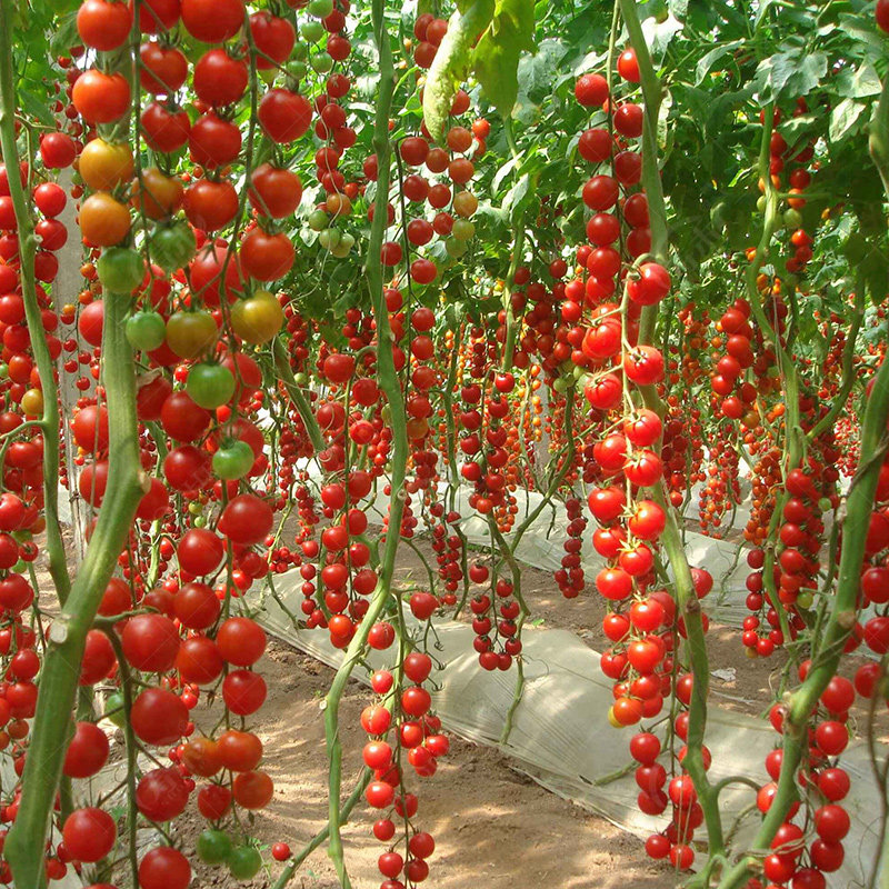 瀑布小番茄种子种籽孑圣女果西红柿大全四季盆栽蔬菜苗秧秧苗果苗,淘宝优惠券,粉丝福利购,淘宝优惠卷