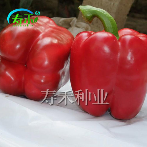 寿光蔬菜种子 红威尔甜椒种籽 方椒红色彩椒孑高产辣椒灯笼椒籽种 - 图0