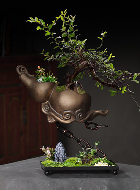 铁链葫芦客厅装饰文竹多肉