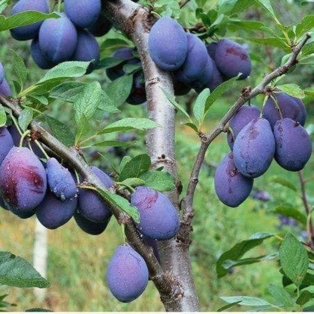 西梅树苗嫁接蓝蜜西梅皇后树苗李子树苗南北方种植盆地栽当年结果 - 图0