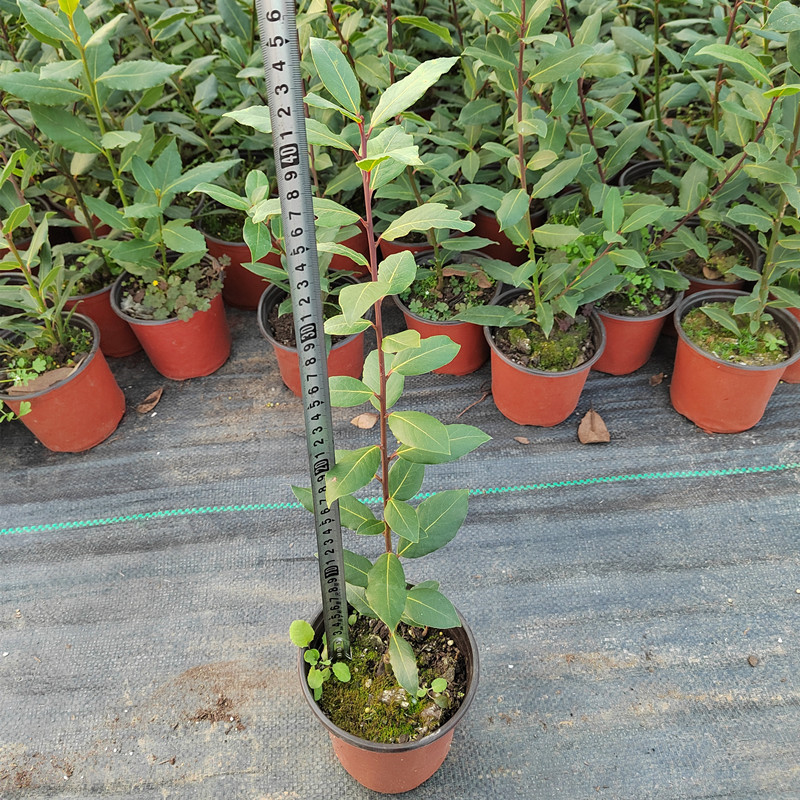 香叶树苗盆栽可食用调料树地中海月桂树厨房炒菜炖肉卤肉香料树苗 - 图2