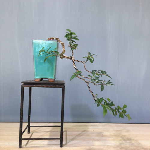 小李樱桃绿植物盆栽精品盆景老树桩悬崖式盆景稀有四季开花结果 - 图2