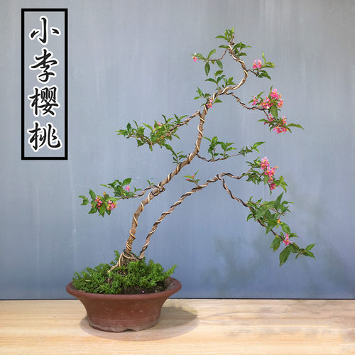 小李樱桃绿植物盆栽精品盆景老树桩悬崖式盆景稀有四季开花结果 - 图0