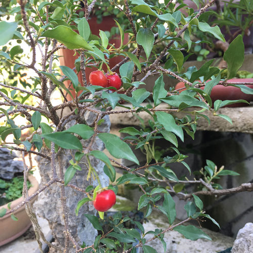 小李樱桃绿植物盆栽精品盆景老树桩悬崖式盆景稀有四季开花结果 - 图3