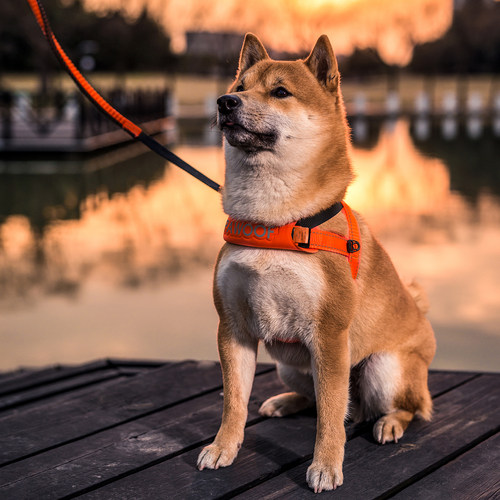 酷极狗狗胸背带中大型犬防冲爆金毛狗绳子牵引绳舒适型狗背带胸带 - 图0