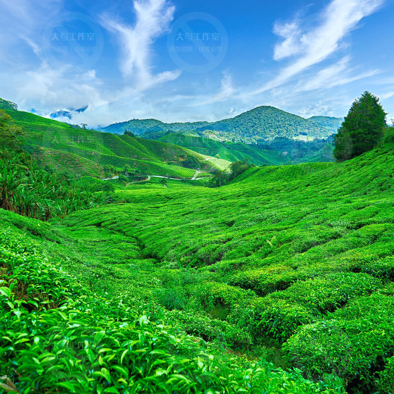 美丽茶园茶叶风景素材大图乡村田园风光茶田茶山绿茶设计图片JPG-图1