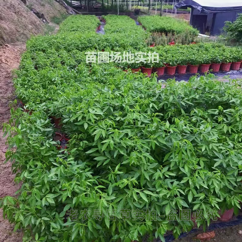 饿蚂蟥盆栽草苗鲜小槐花带土种苗仙草抹草家庭必种草药小儿积消食-图0