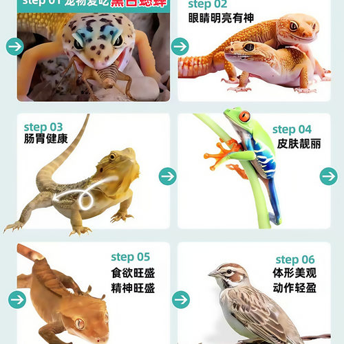 蟋蟀活体爬宠油葫芦蛐蛐蜥蜴守宫鬃狮蜘蛛蝎子角蛙画眉鸟龙鱼养殖 - 图1