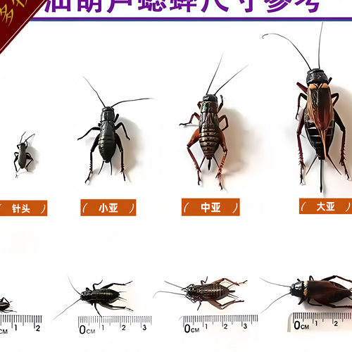 蟋蟀活体爬宠油葫芦蛐蛐蜥蜴守宫鬃狮蜘蛛蝎子角蛙画眉鸟龙鱼养殖 - 图3