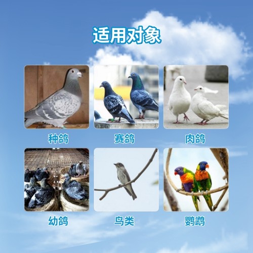 西安凯鸽子用鸽康宁120粒鸽痘体内虫赛鸽信鸽提存棚率入赏率进口 - 图3