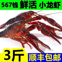 Crayfish live 567 Money clear water Perching green shrimp red shell extra-large freshwater shrimp live shrimp Fresh Shunfeng