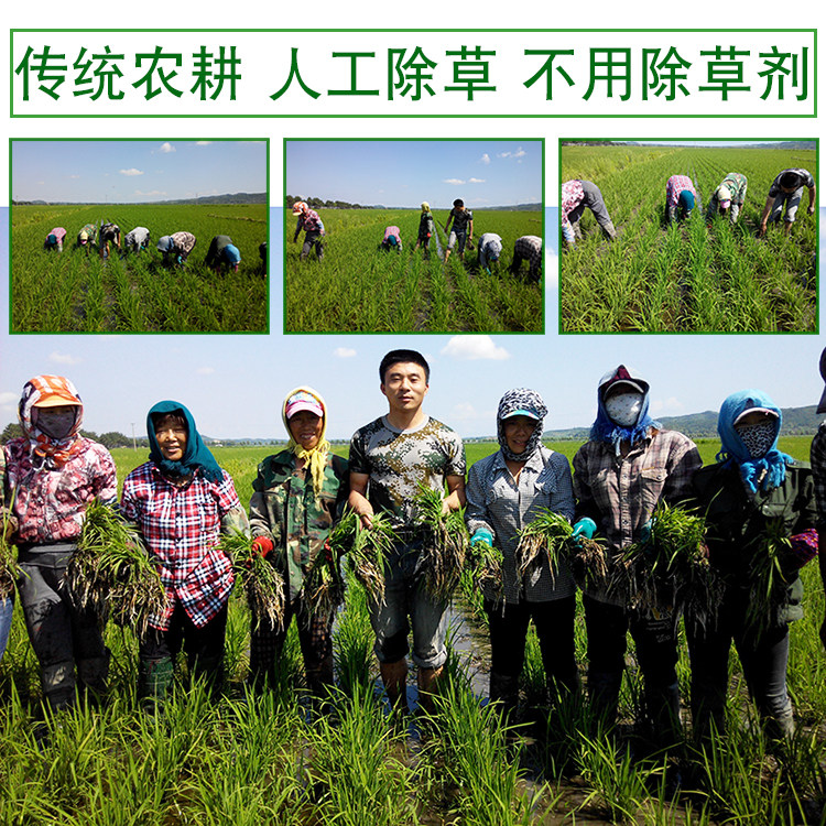 2025年新米五常大米原粮稻花香2号东北大米拉林河水粳米好米10斤,淘宝优惠券,粉丝福利购,淘宝优惠卷