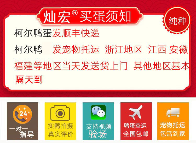 【灿宏】柯尔鸭活宠物成年科尔鸭可达鸭幼仔幼崽宠物鸭苗网红,淘宝优惠券,粉丝福利购,淘宝优惠卷
