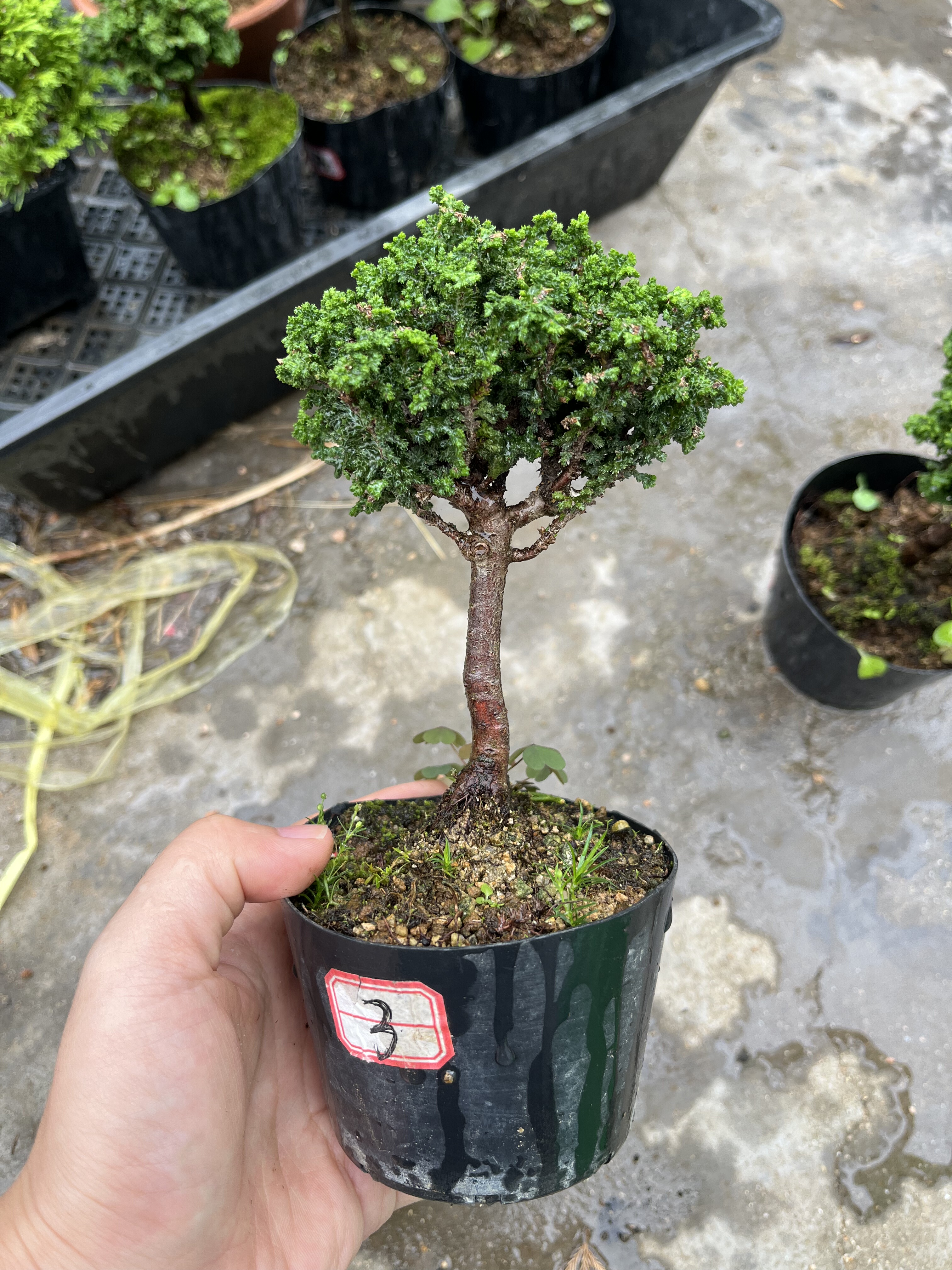 日本进口石化桧盆景石化雅小品微型盆栽连山桧四季常青一物一拍_虎窝淘