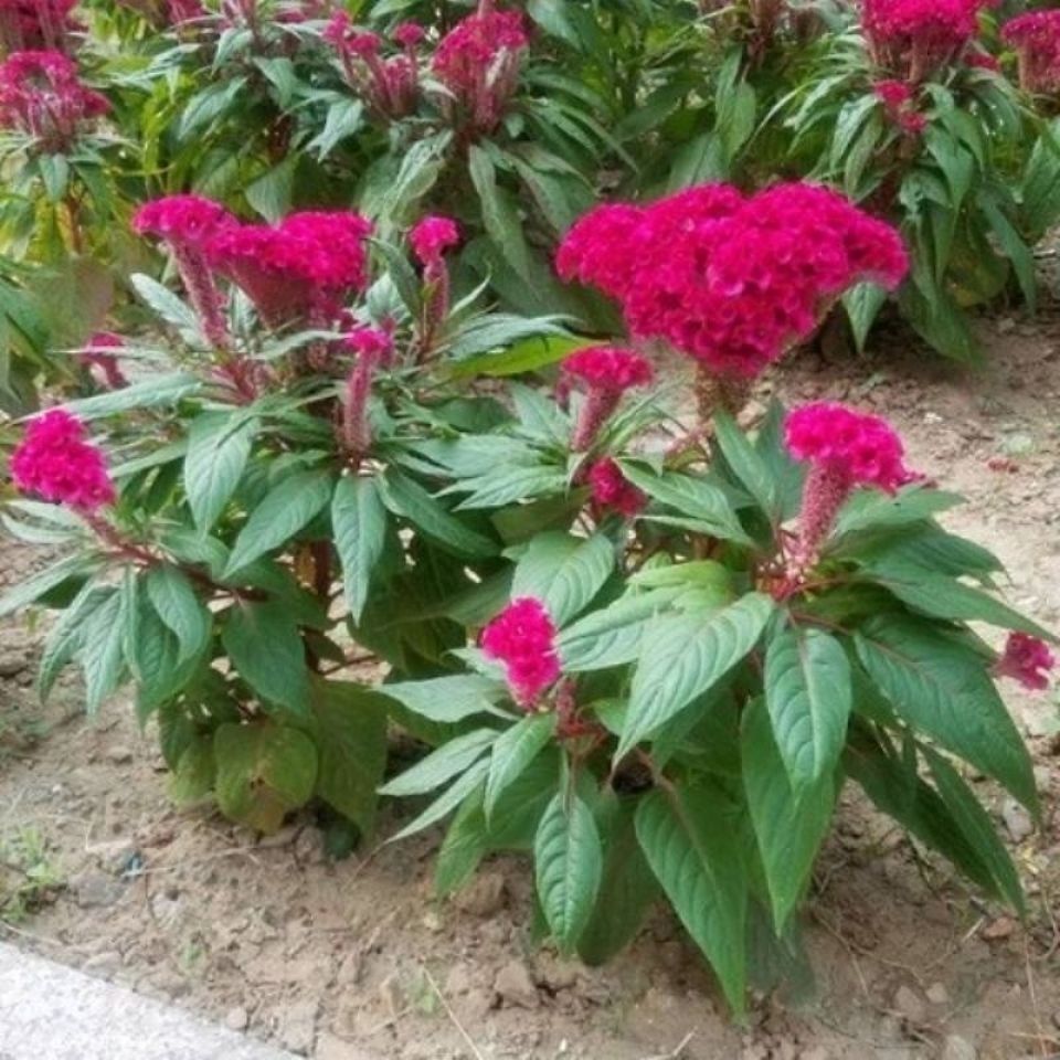 鸡冠花种子中药材花卉种籽种苗抗旱盆栽室外种植扇形花一年生包邮-图0