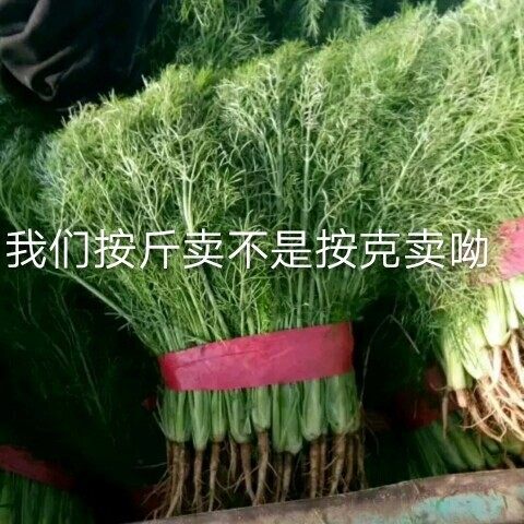 农家自留茴香种子茴香籽家庭园艺种子蔬菜种子四季种植香菜种子-图0