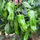 薄皮辣椒苗秧苗大果虎皮青椒苗微辣皱皮泡椒苗四季菜园盆栽南方种,淘宝优惠券,粉丝福利购,淘宝优惠卷