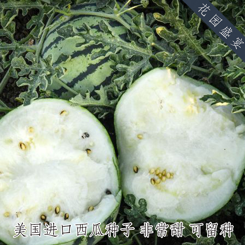 10-15粒传家宝老品种银色大和甜西瓜白色西瓜可留种,淘宝优惠券,粉丝福利购,淘宝优惠卷