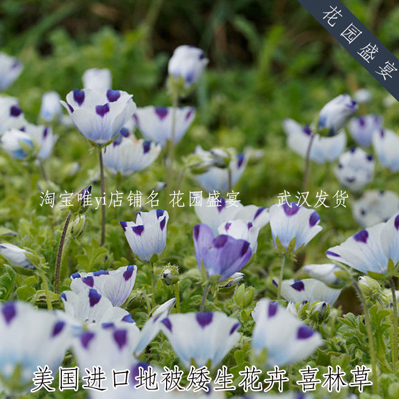 美国进口喜林草种子五点粉蝶花观赏耐寒花卉庭院阳台室内盆栽推荐 花园盛宴 淘优券