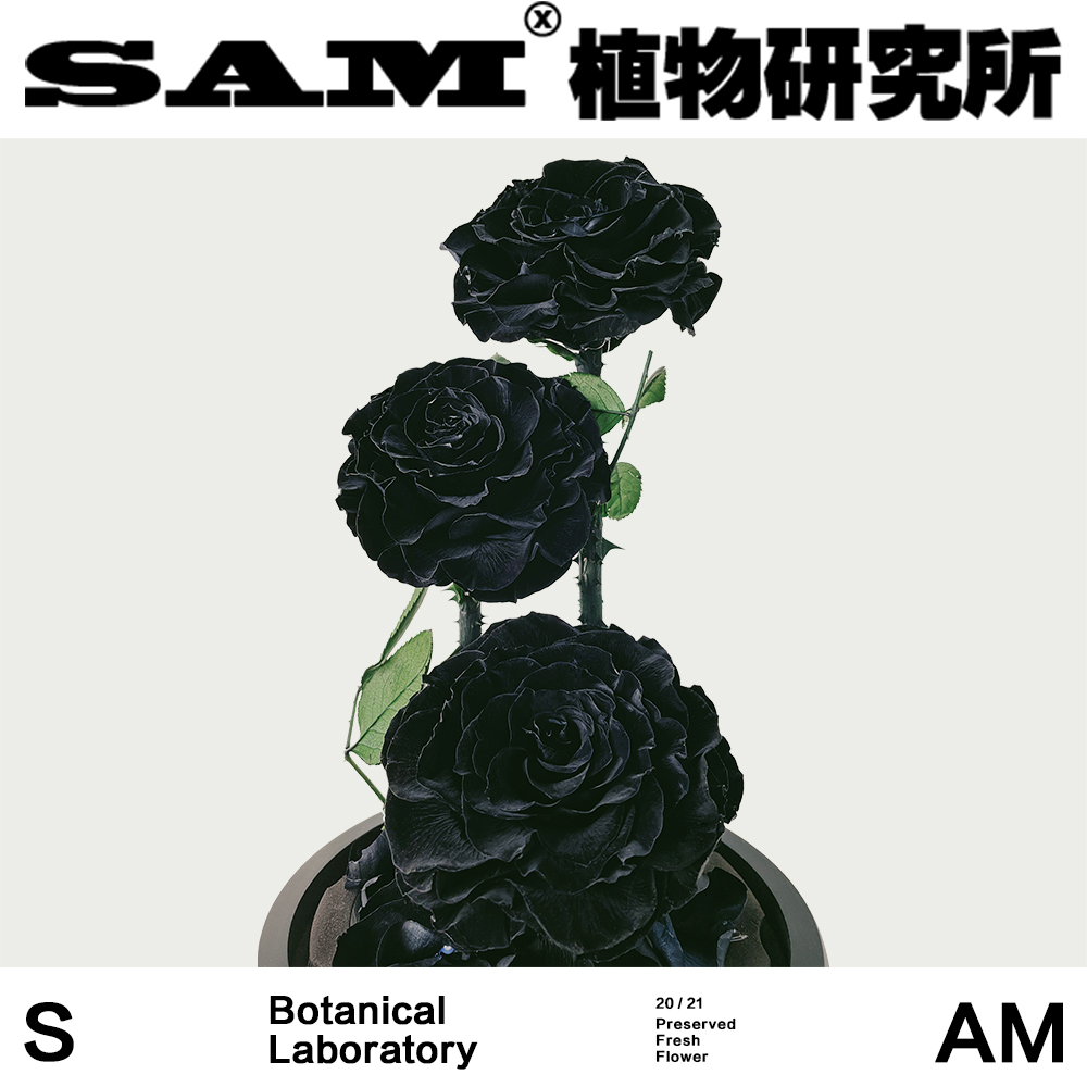 SAM植物研究所/三头永生黑玫瑰/永生花/情人节礼物-图0