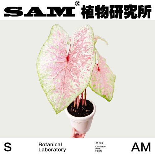 粉色泡沫彩叶芋ins家居夏天室内植物花园阳台绿植盆栽植选礼物 - 图0
