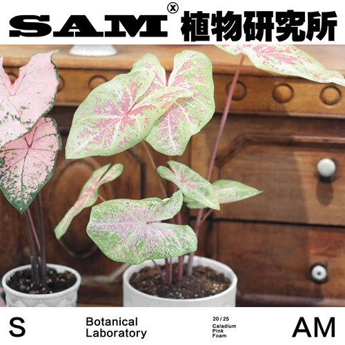粉色泡沫彩叶芋ins家居夏天室内植物花园阳台绿植盆栽植选礼物 - 图3