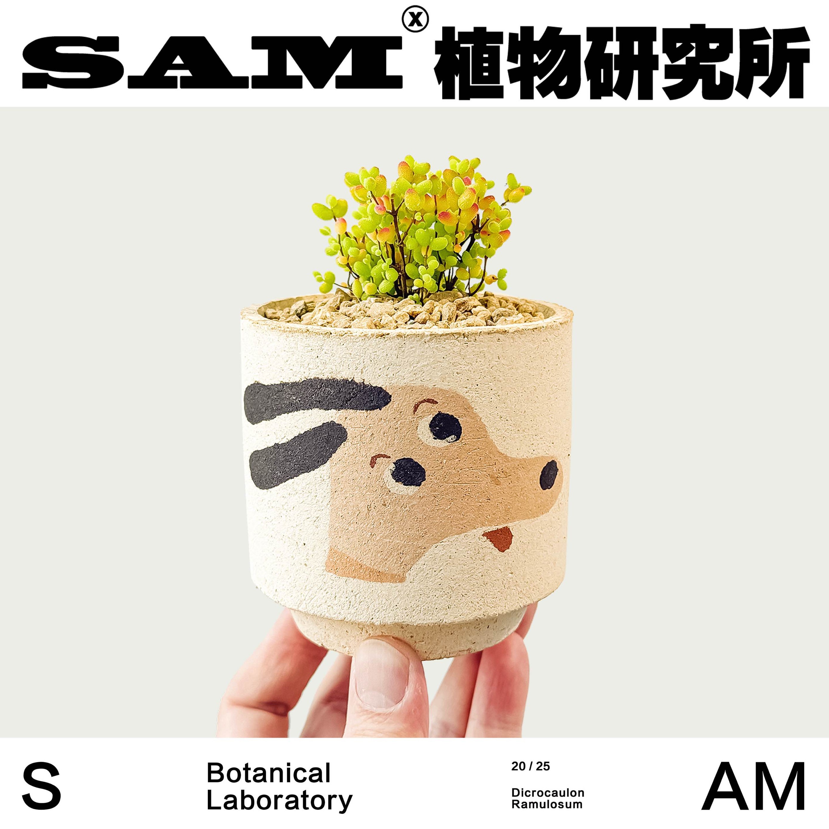 枝干番杏/金桔糖球金桔冰晶多肉沙生植物/桌面办公室绿植盆栽礼物 - 图3