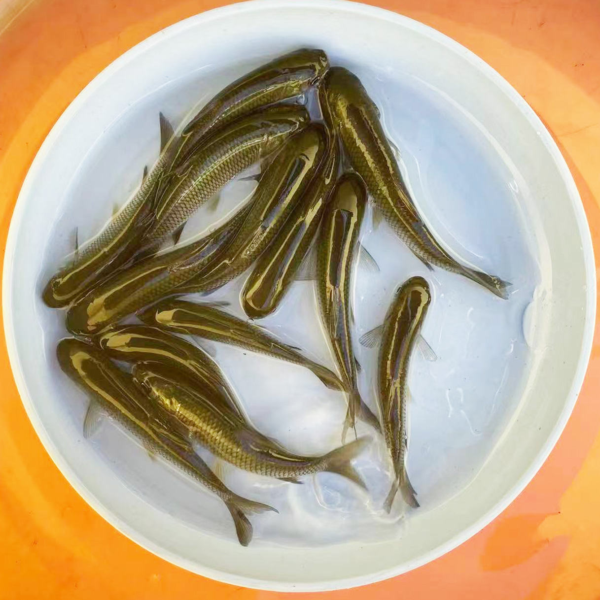 喂乌龟饲料鱼小鱼活体养殖活鱼龙鱼活食饲料淡水鱼苗草鱼苗鲫鱼苗 - 图3