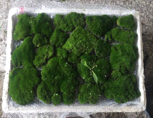 人工棚养殖苔藓微景观葫芦藓朵朵藓盆景假山水陆雨林缸爬虫缸苔藓 - 图3