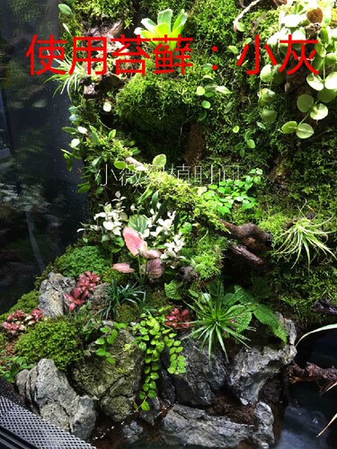 人工棚养殖苔藓微景观葫芦藓朵朵藓盆景假山水陆雨林缸爬虫缸苔藓 - 图1