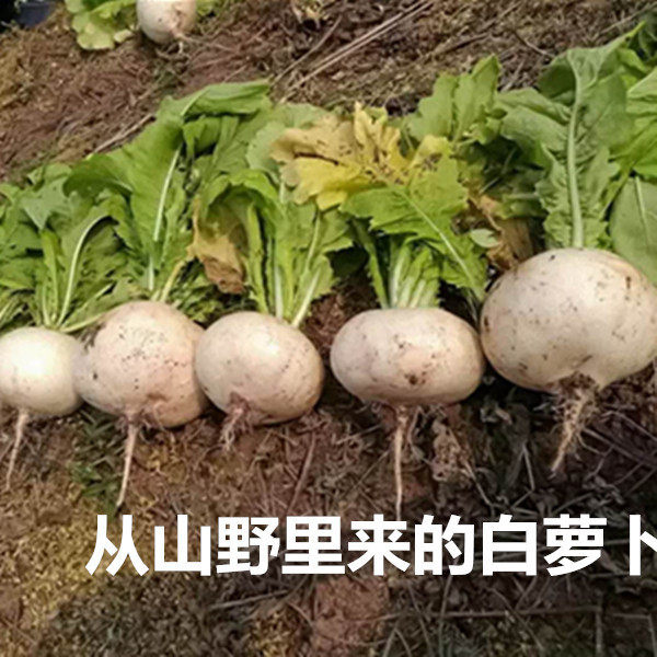 四川圆白萝卜宜宾农家自种新鲜蔬菜泡萝卜现拔现发春不老5斤8斤,淘宝优惠券,粉丝福利购,淘宝优惠卷