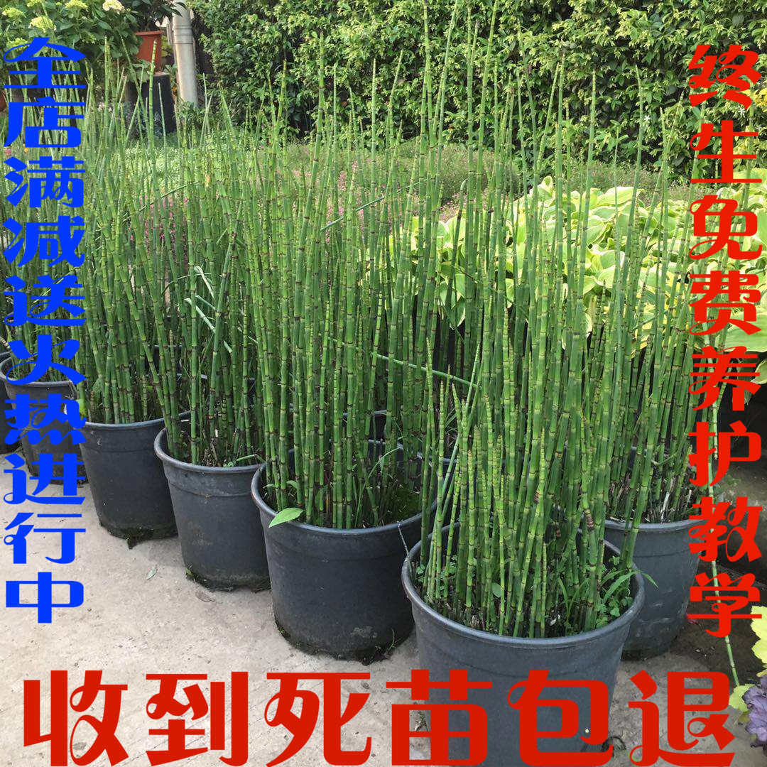 木贼盆栽笔头草笔管草四季常青耐寒多年生水景植物净化水质草包邮_虎窝淘